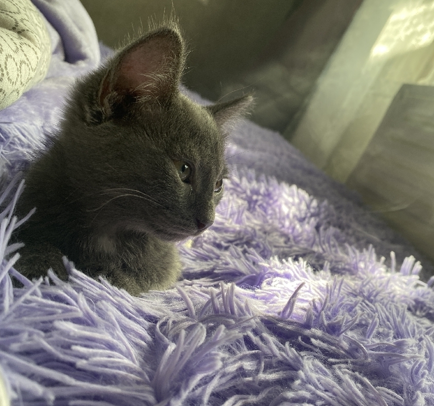 Найден серый котенок на Уфимском шоссе, ищем хозяина!