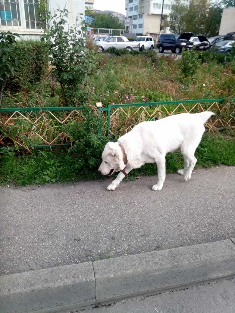 Собака найдена на проспекте Победы, 124Б, Кисловодск