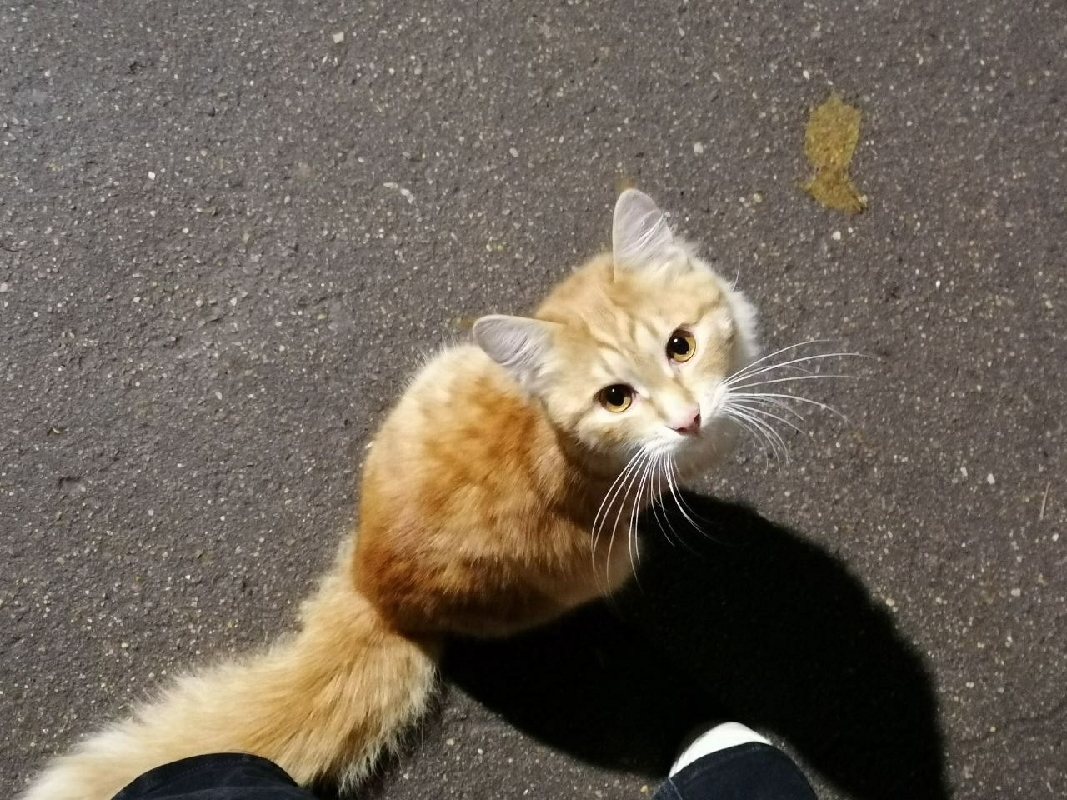 Ласковая кошка на Садовой, Одинцово