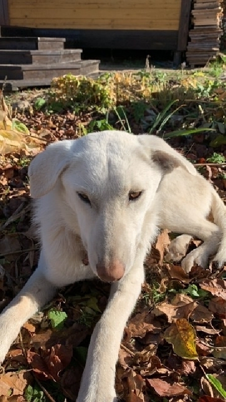 Найдена собака в СНТ Надежда, Московская область