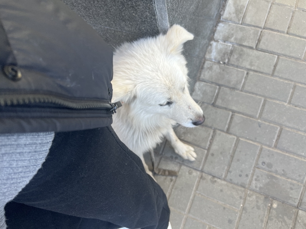 Найден пес на Комсомольской площади, Москва