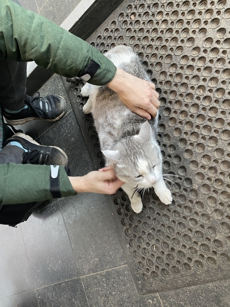 Найдена кошка на Полярной улице, Москва