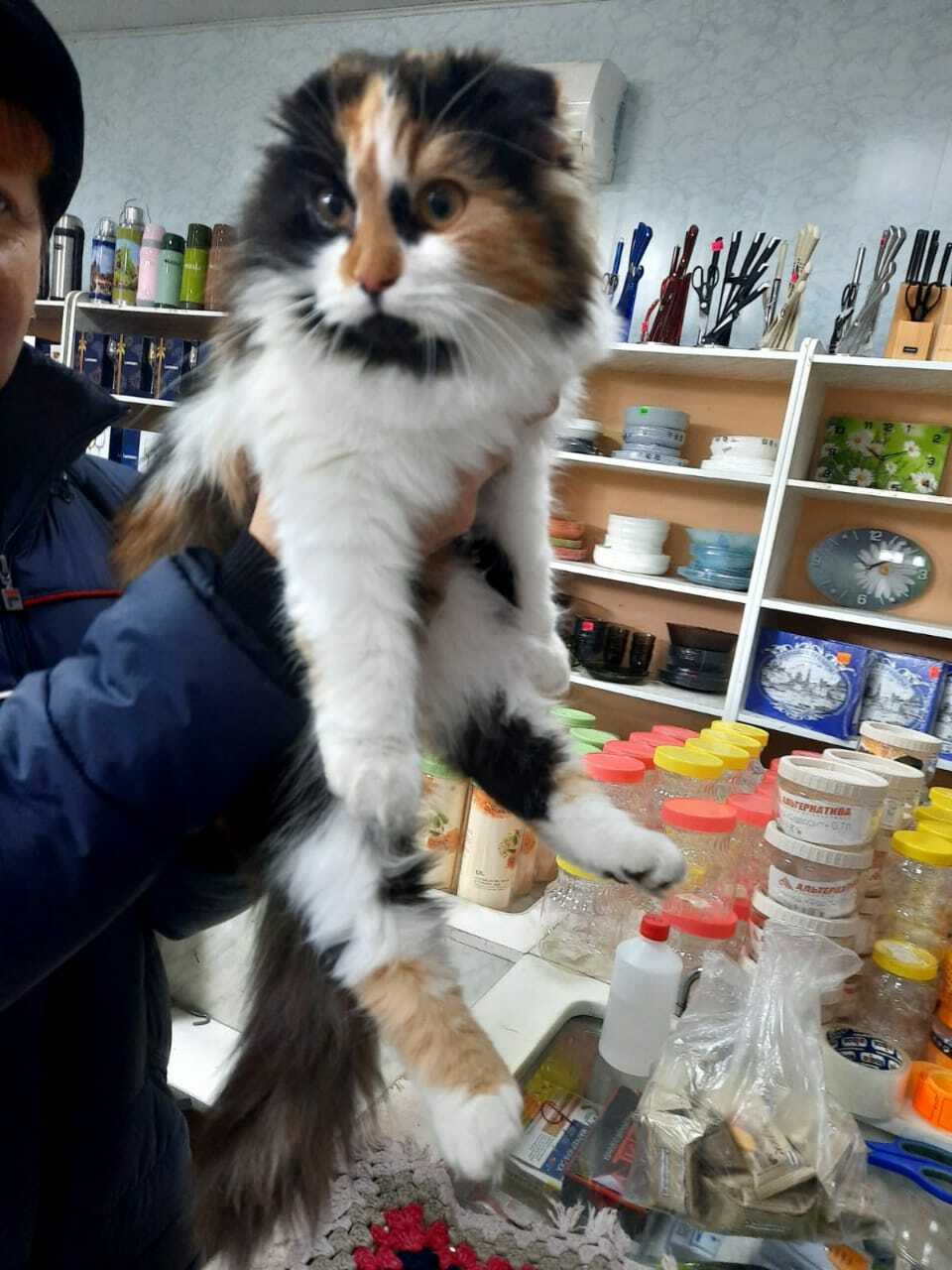 Найдена кошка на Псебайской улице, Мостовской
