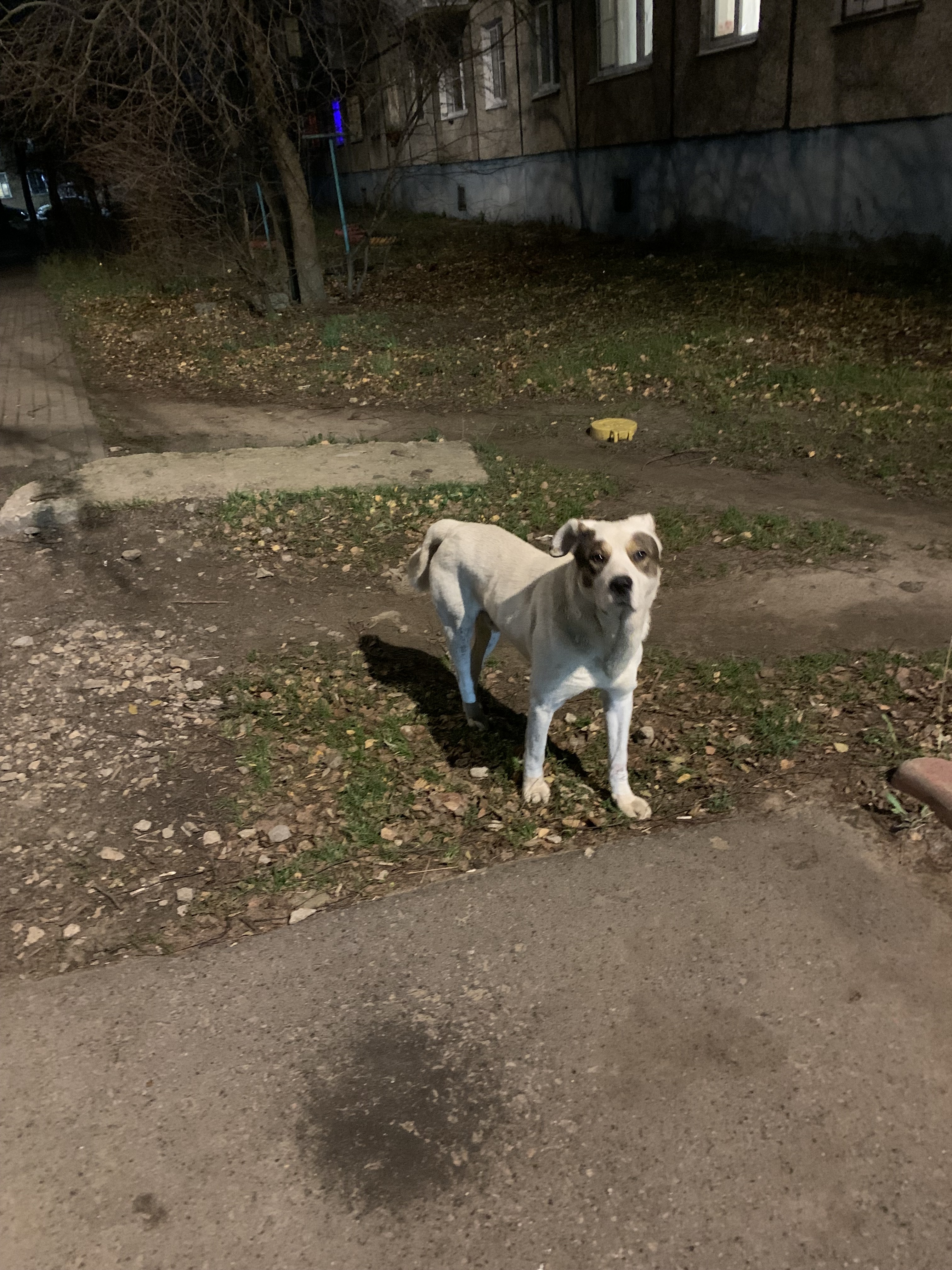 Собака найдена: БЕЛЫЙ чихуахуа, ул. Жактовская, 6