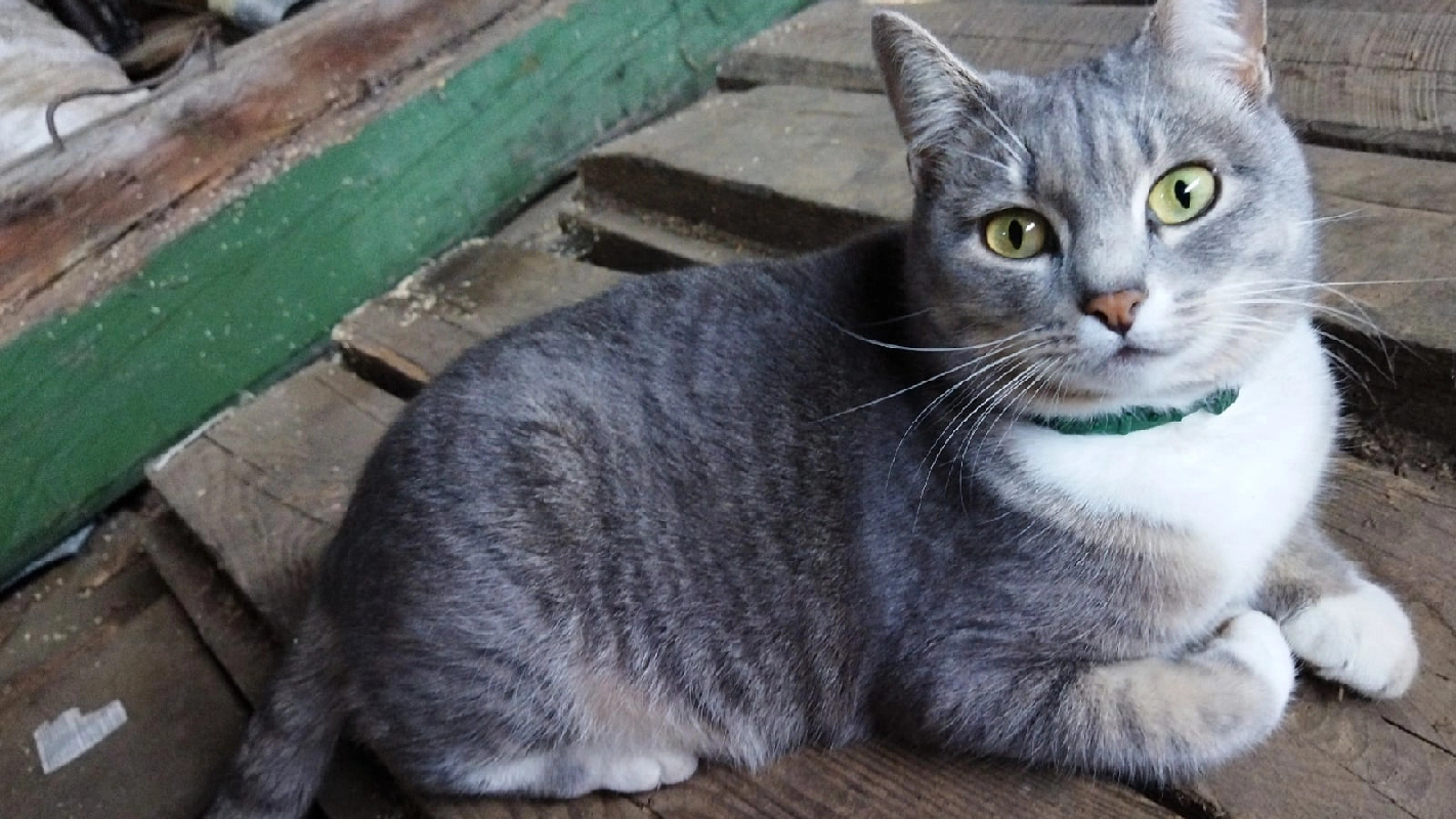 Пропала кошка в Тобольске, переулок 1-я Луговая, Мася, ошейник, 89523499640.