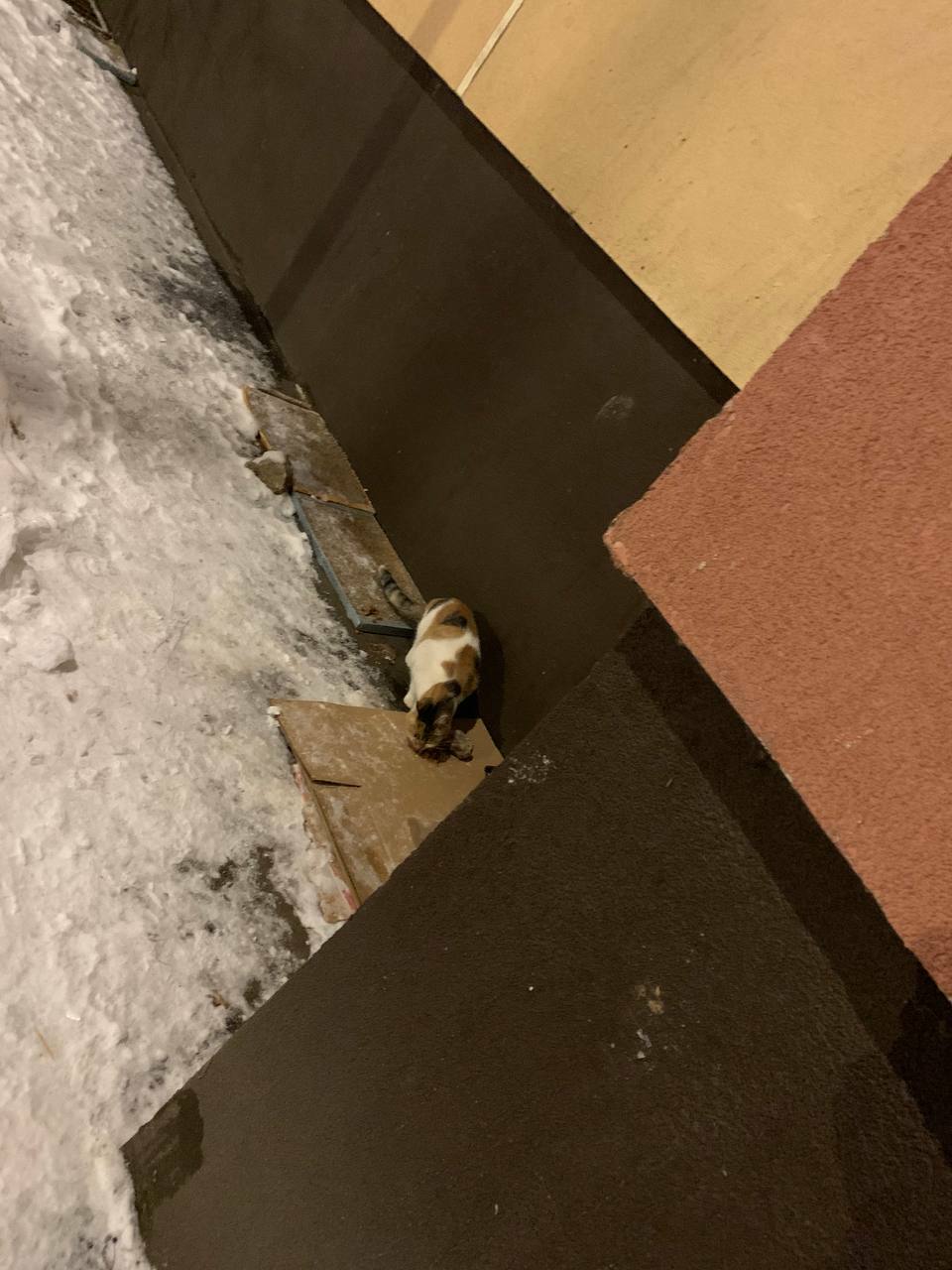 Пропала кошка на Беломорской, 26, Москва