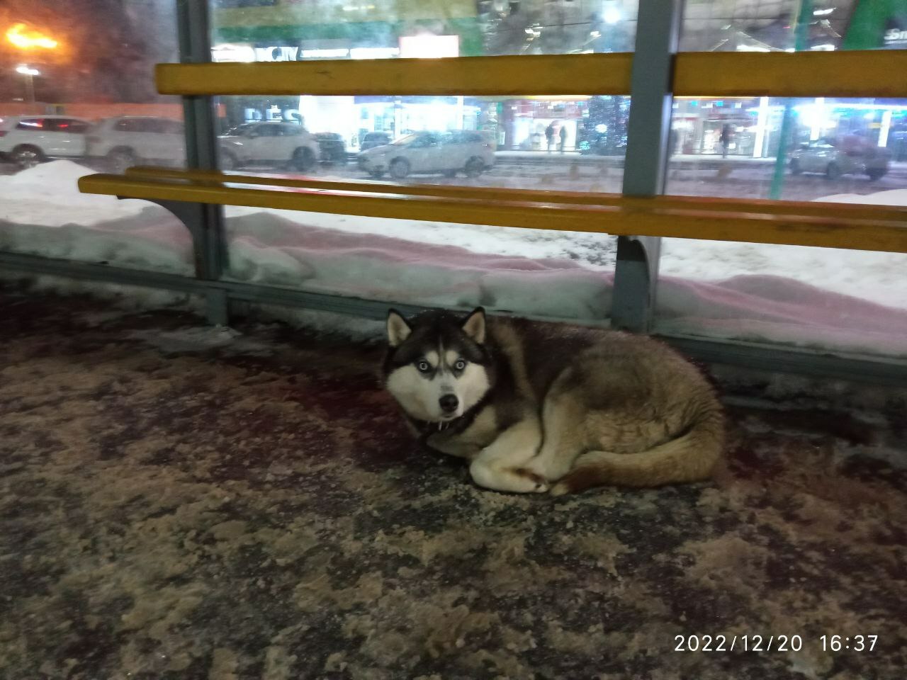 Собака найдена на ул. Ленинского Комсомола, 21А, Чебоксары.