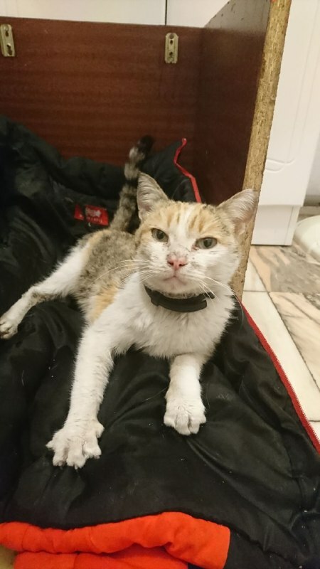 Найдена кошка на ул. Свободы, 29А, Кемерово