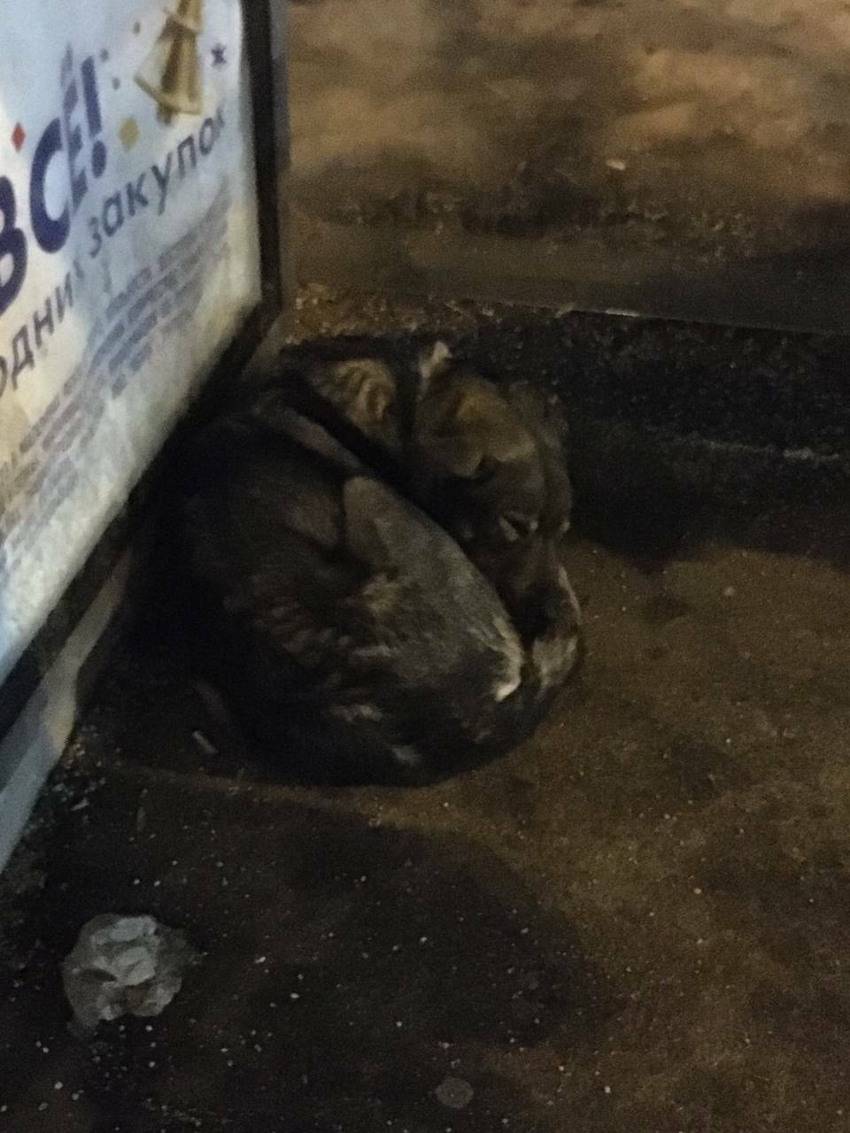 Найдена собака на Ленинградском шоссе, метро Беломорская