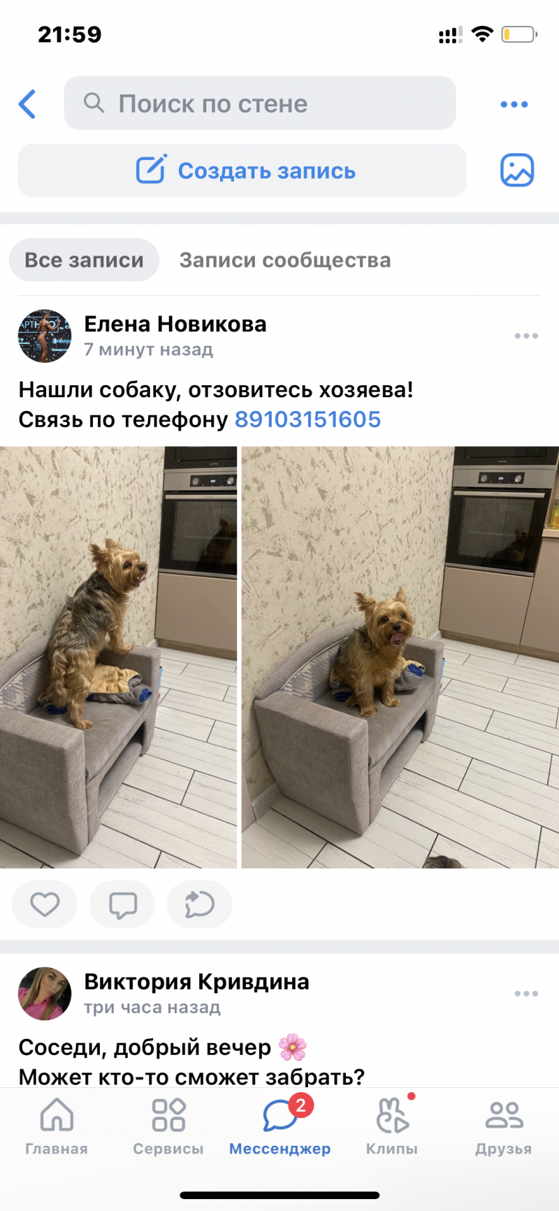 Найдена собака возле Домостроителей 17, Курск