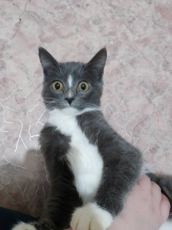 Найдена серая кошка возле дома 16 в Тобольске