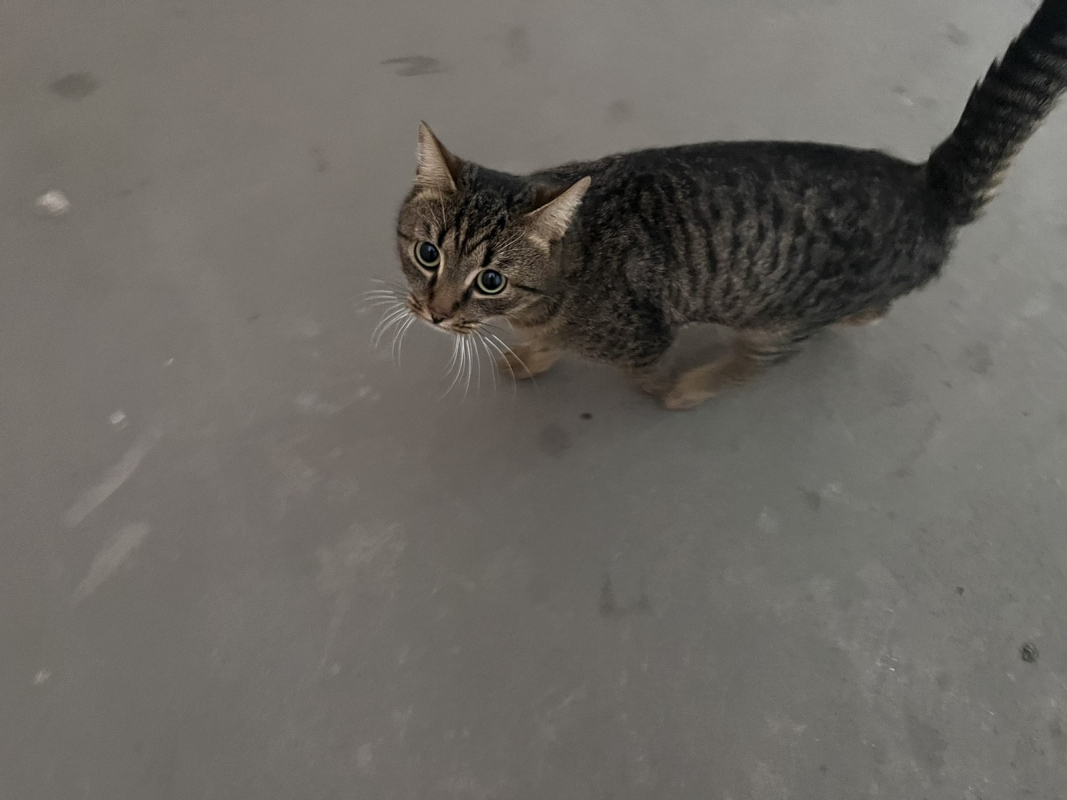 Найдена кошка на пр. Архитекторов 27, Новокузнецк