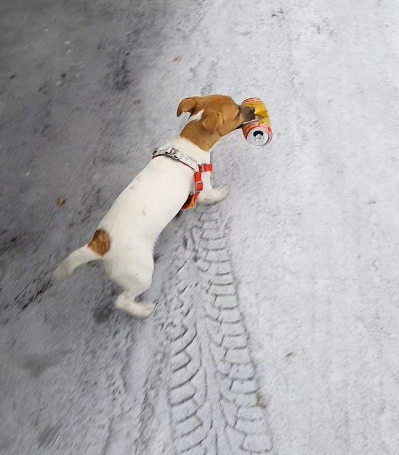 Пропал щенок Джек Рассел возле парка Пехорка, Балашиха