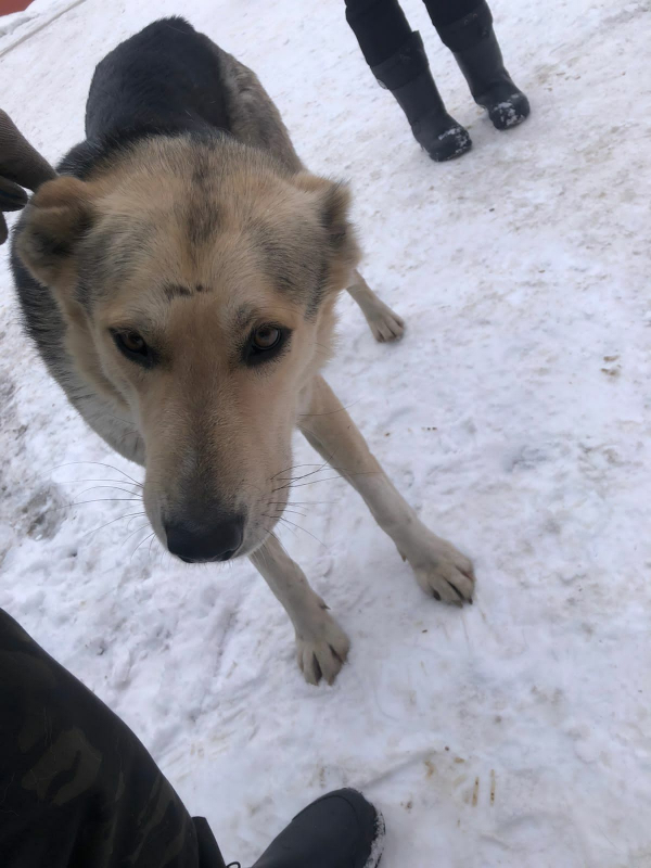 Найдена собака на Ратной улице, Москва