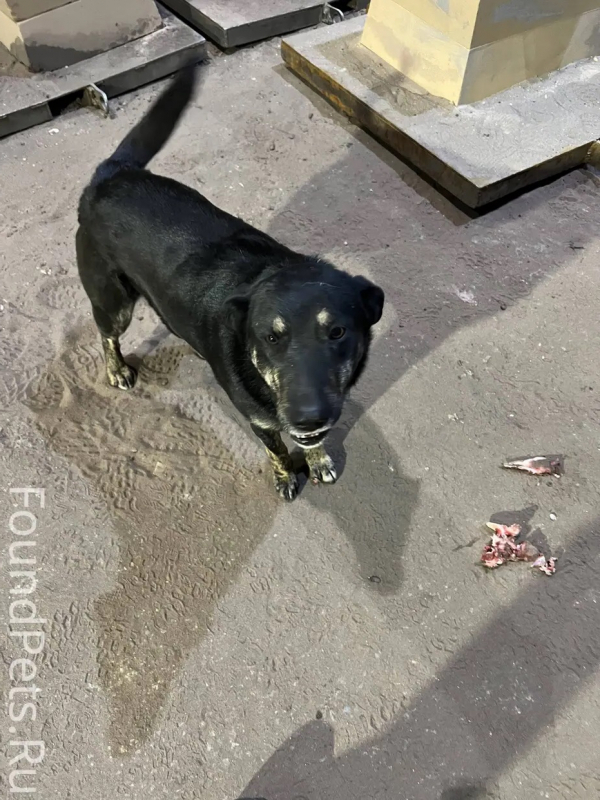 Пропала собака Герда на улице Профессиональной, Дмитров
