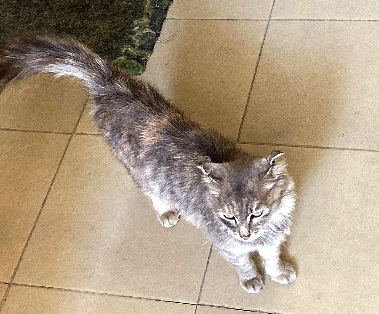 Найдена пушистая кошка на Медовой, д5 в Луговом
