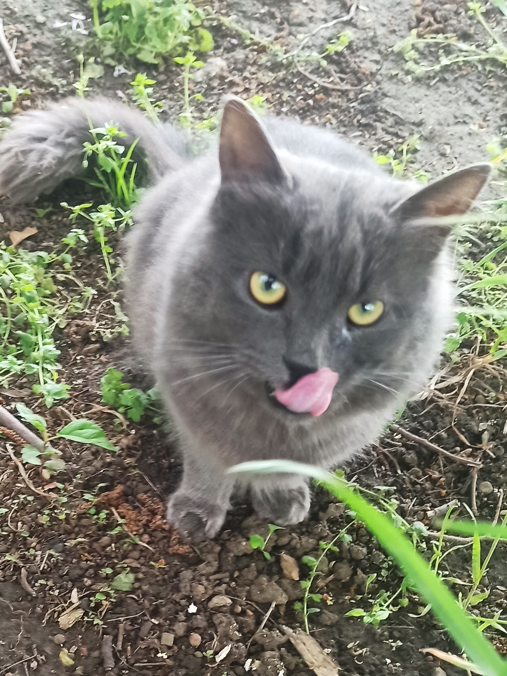 Найдена кошка на Симферопольской, Краснодар