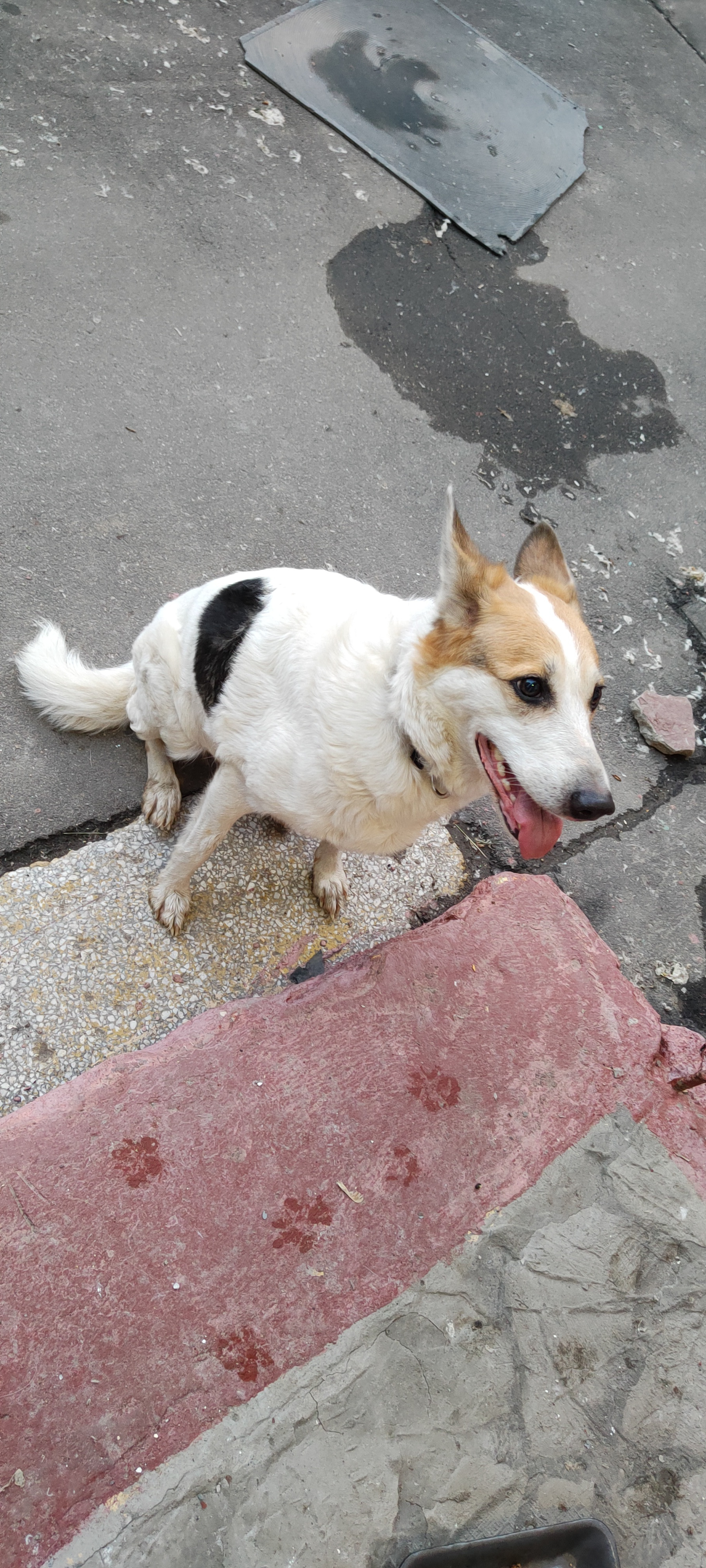 Найдена собака на Люблинской улице, белый окрас с рыжими ушами и черным пятном