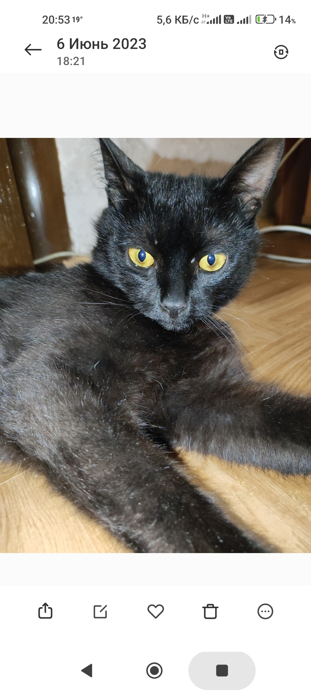 Найден черный кот на улице Скочилова