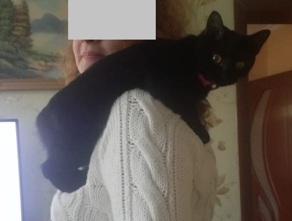 Пропала черная кошка без хвоста на ул. Свердлова, Елец