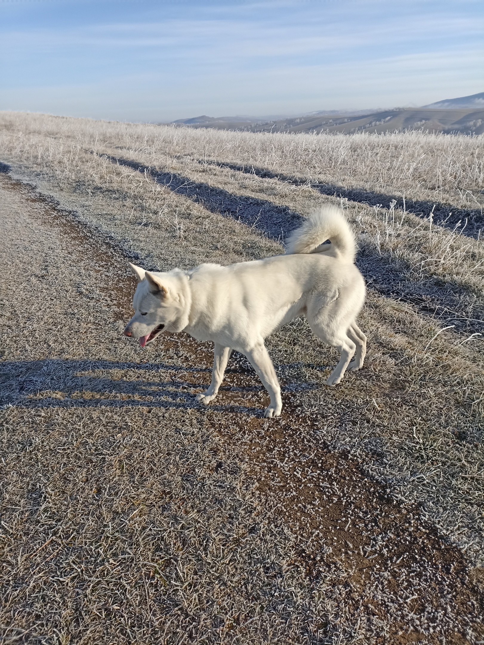 Пропала собака Юки на ул. Ленина, 219, Горно-Алтайск