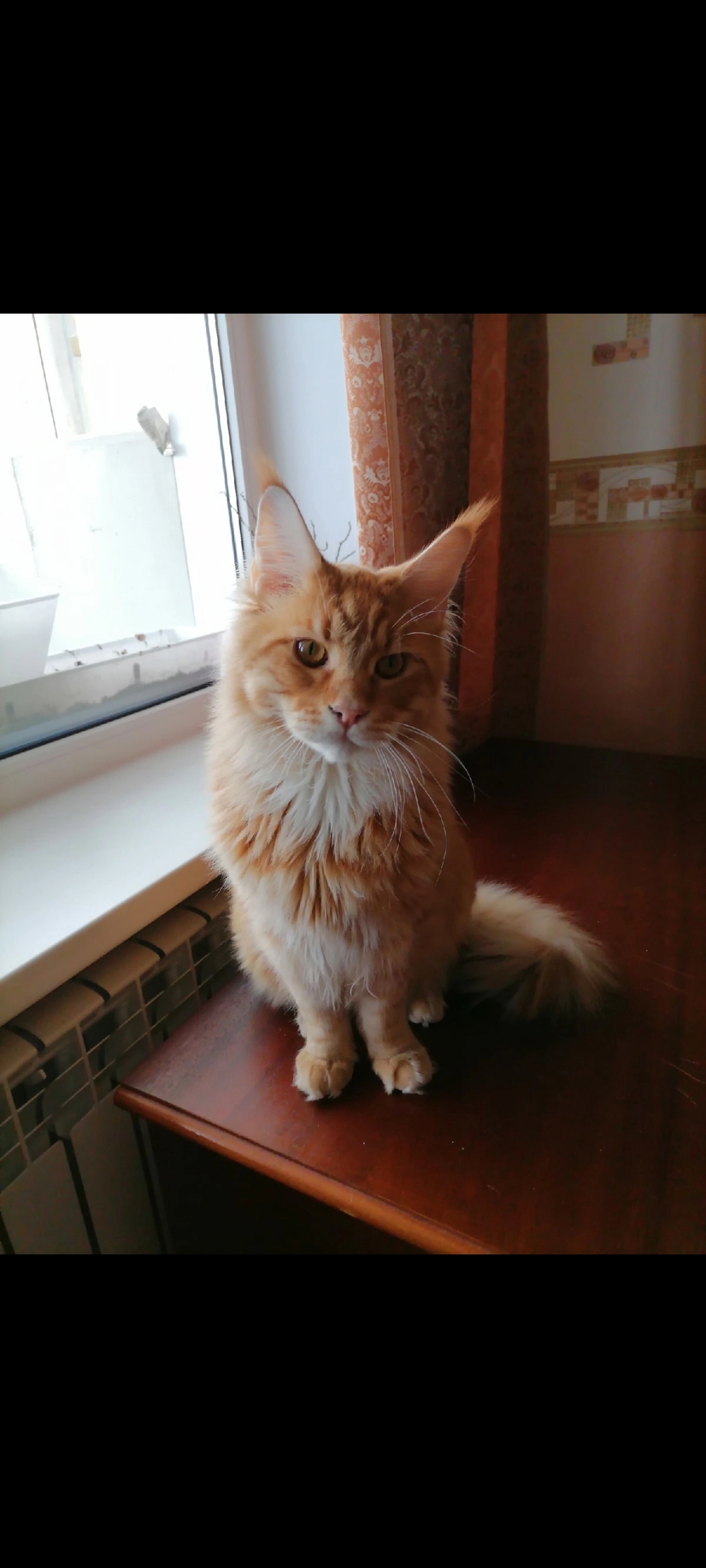 Пропал кот мейнкун Джек, 3 года, на даче Сургубское, Чална-1