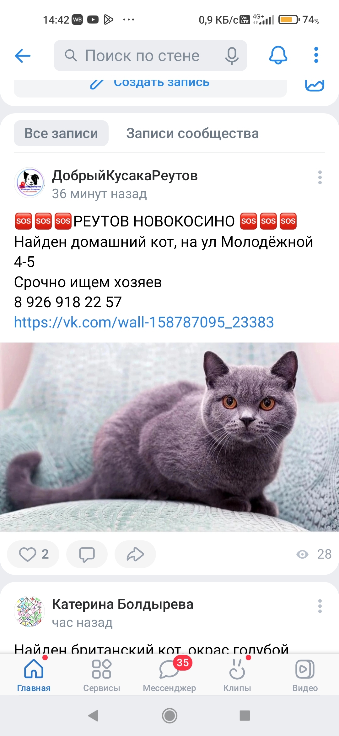 Найден голубой кот на дереве, ищем хозяев. | Pet911.ru