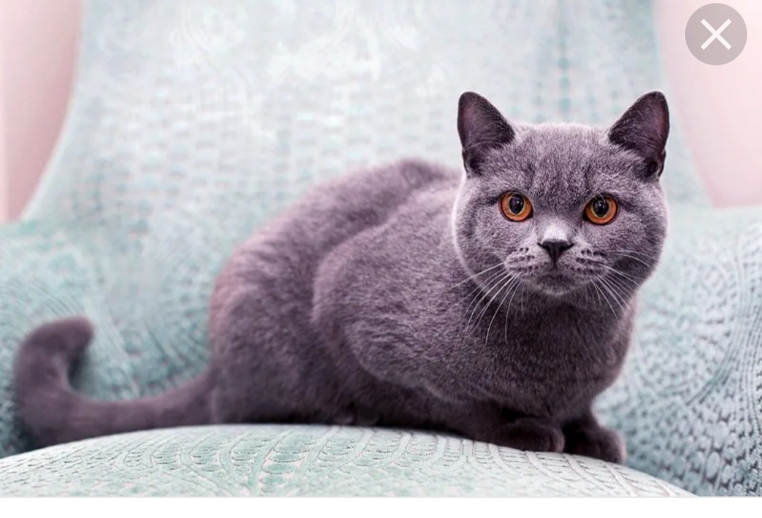 Фотографии кошки британской породы. Британская короткошёрстная кошка. Британская короткошёрстная кошка голубая. Британская кошка короткошерстная серая. Британская короткошёрстная British Shorthair.