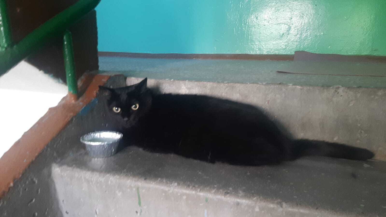 Найдена черная кошка без усов на ул. Котовского, 8, Новосибирск