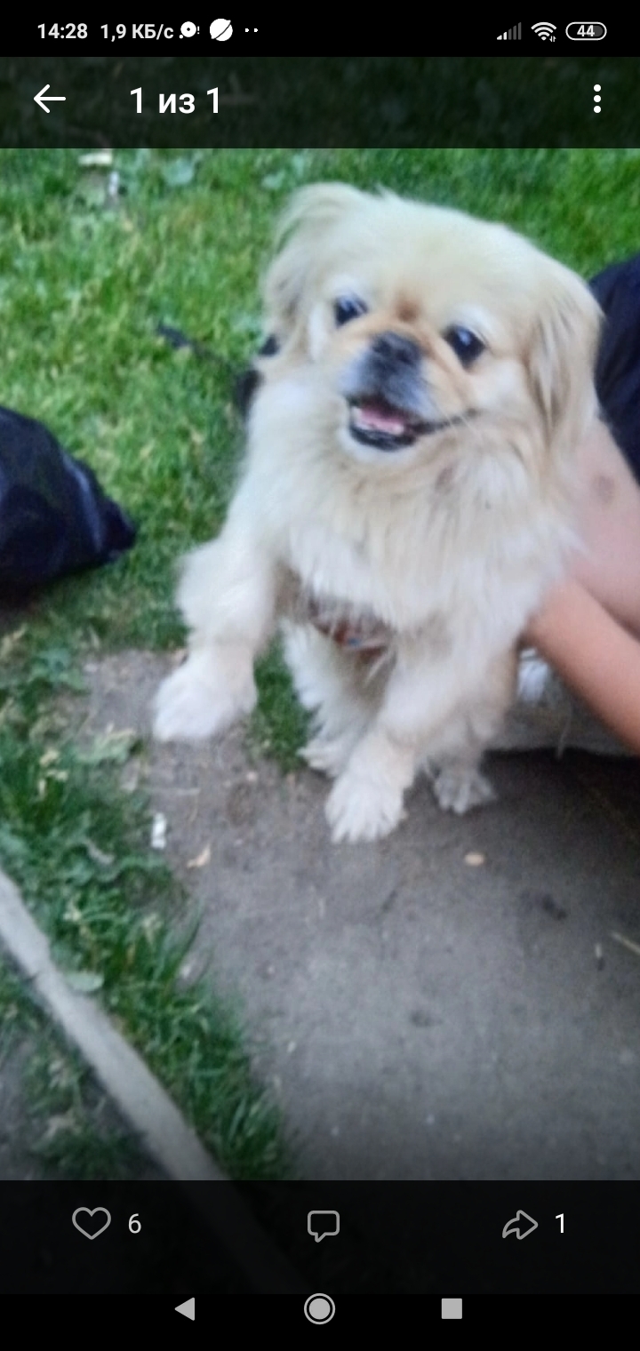 Собака породы пикинес найдена в Екатеринбурге, Черниговский переулок, 10