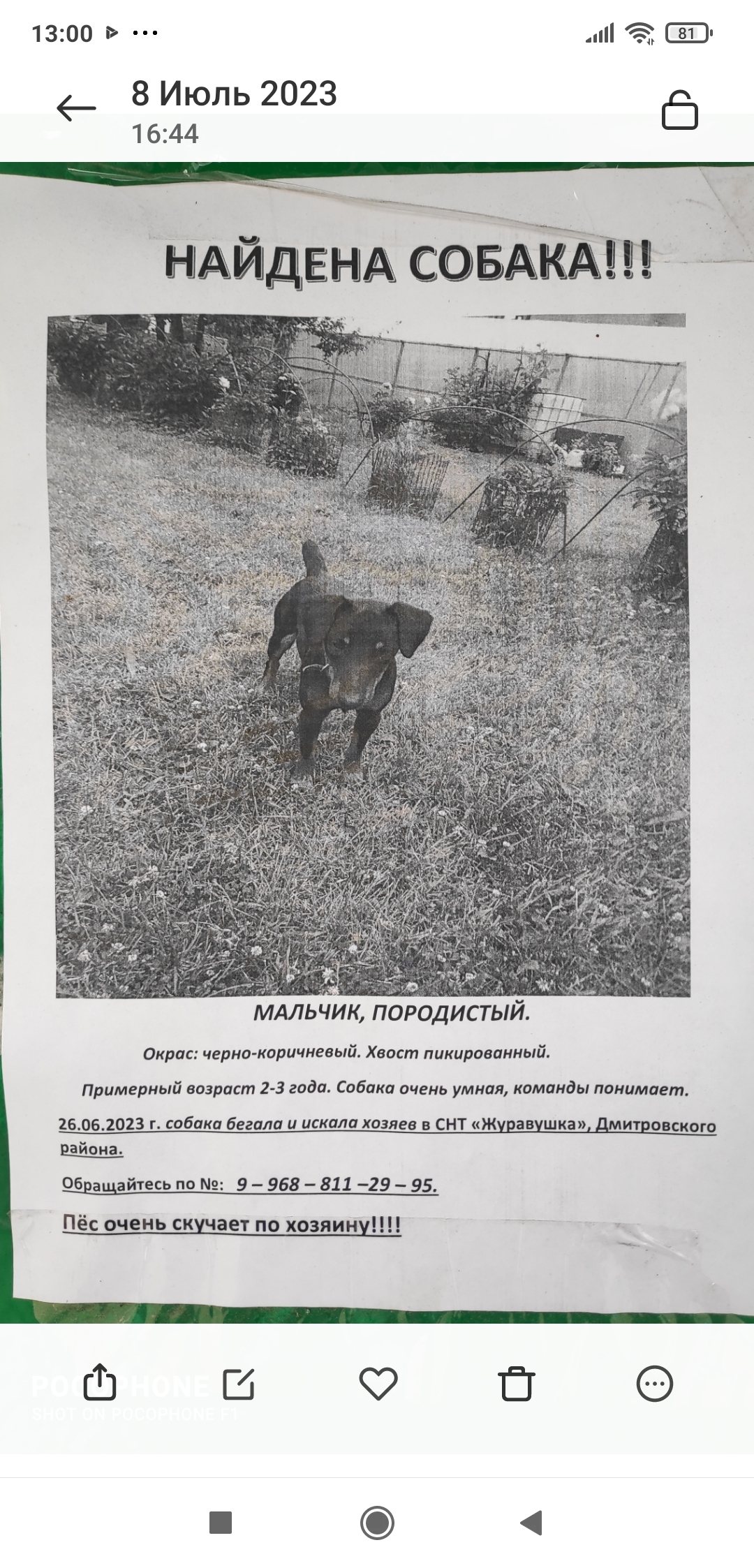 Собака Ягдтерьер найдена в СНТ на Дмитровском шоссе