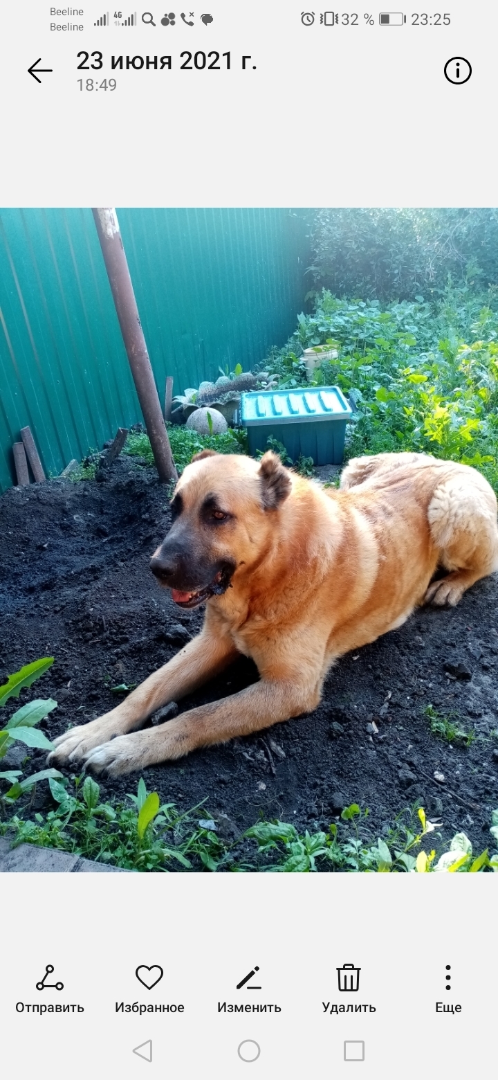 Пропала собака в районе деревни Наталино, вознаграждение. Улица Мичурина, Петровск