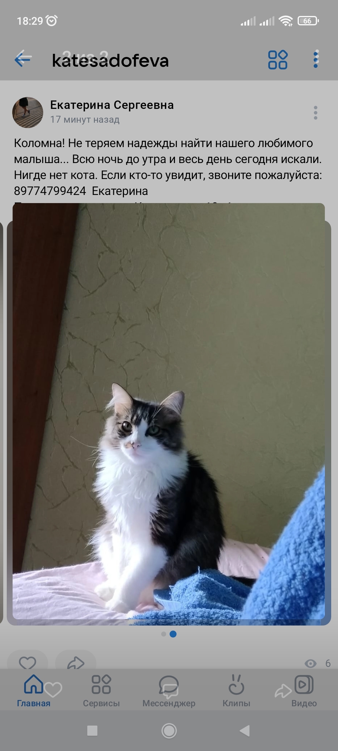 Пропала кошка Картошка, ул. Калинина, 18, Коломна