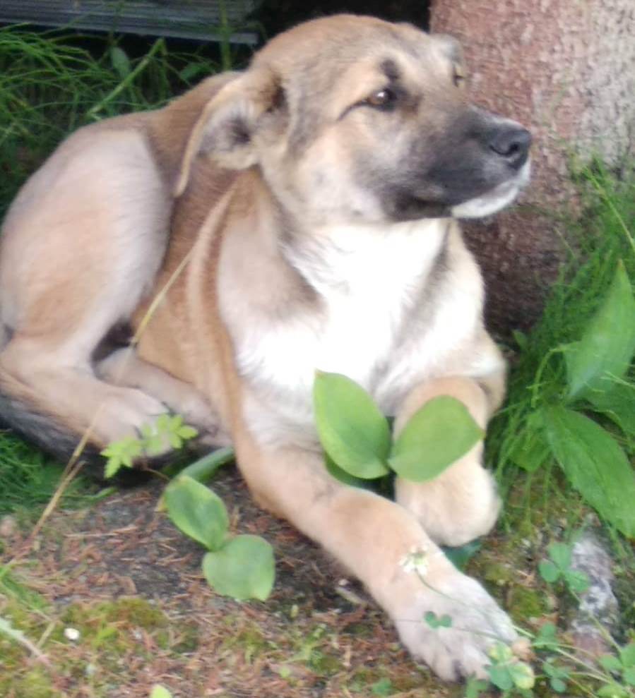 Собака найдена на Чусовском тракте, Екатеринбург