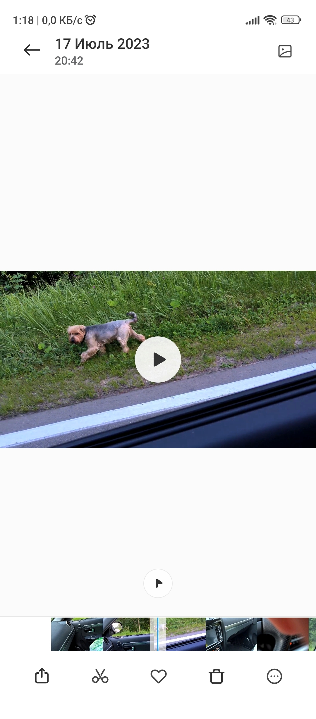 Собака Йоркширский терьер найдена в Тверской области