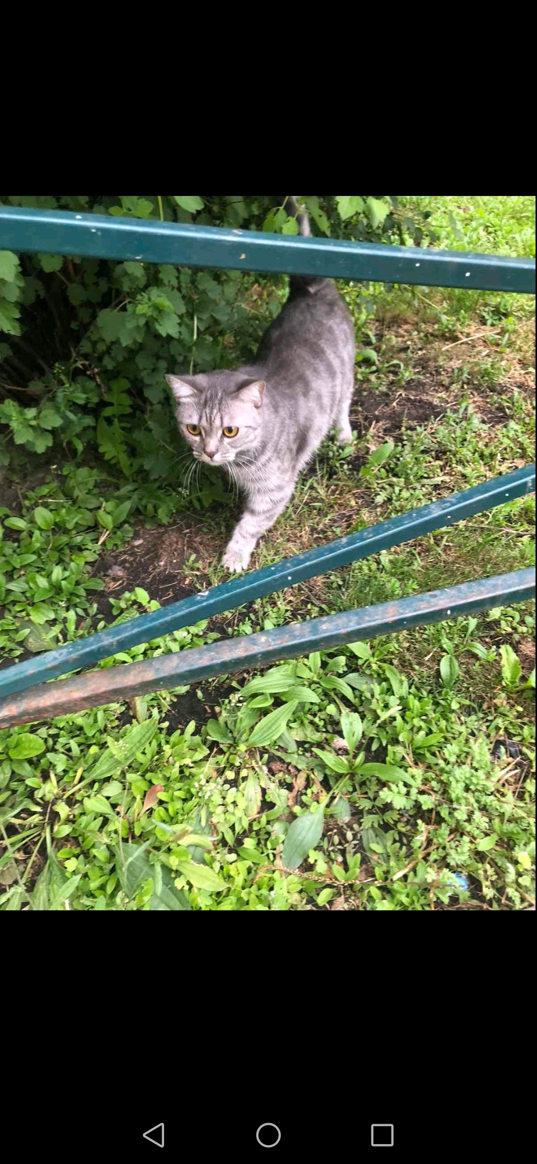 Пропала кошка Буся, Красноярский край