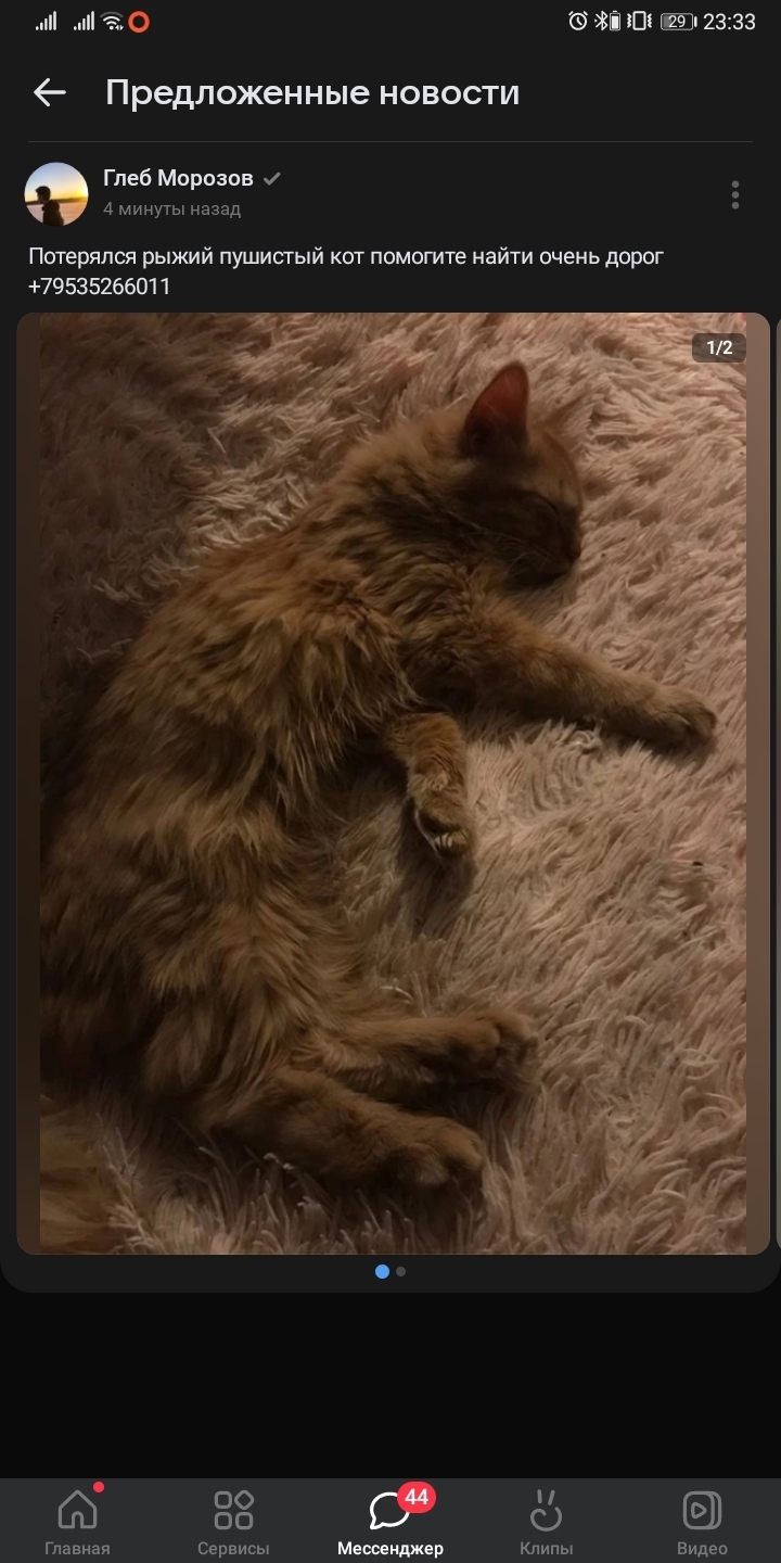 Пропала кошка на Пролетарской, 28, Кондопога