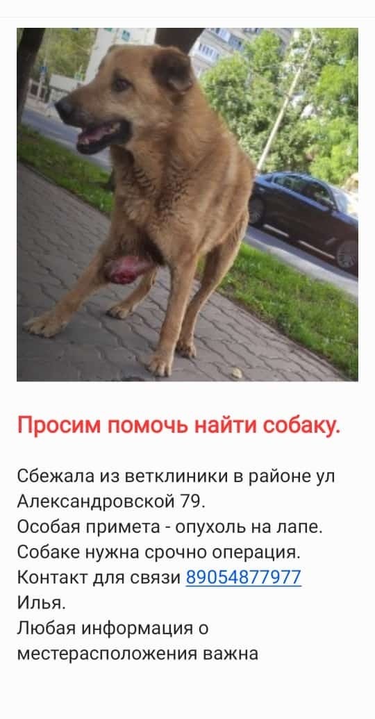 Пропала собака, рыжего окраса, нужно лечение! Александровская ул., 73, Новочеркасск