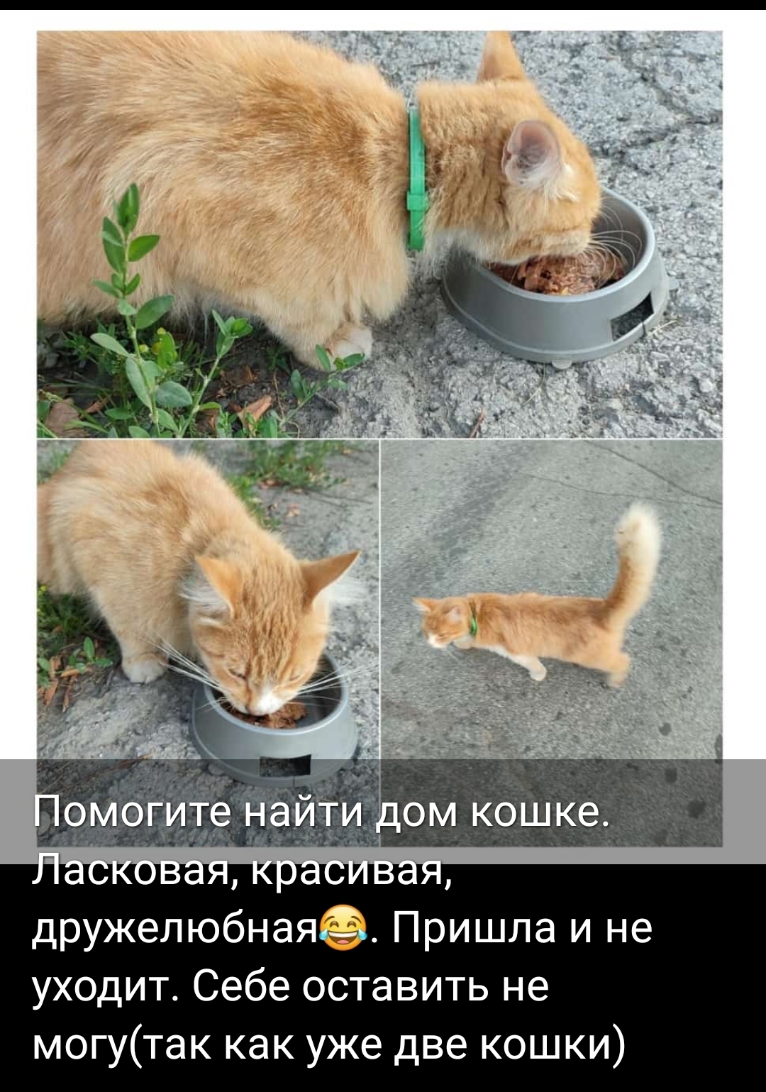 Найдена кошка, ищет дом: Лениногорская ул., 33А, Новосибирск