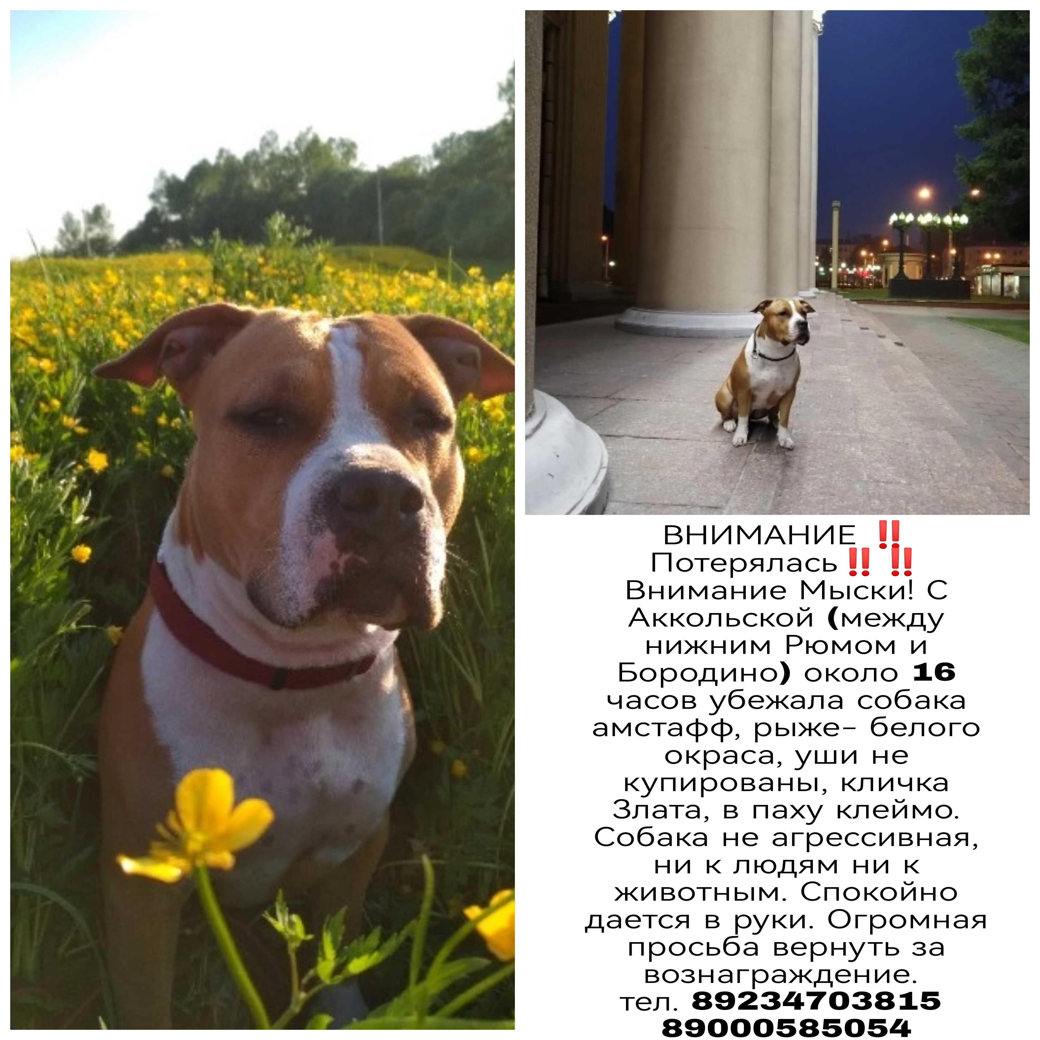 Пропала собака Злата на Аккольской улице, Мыски
