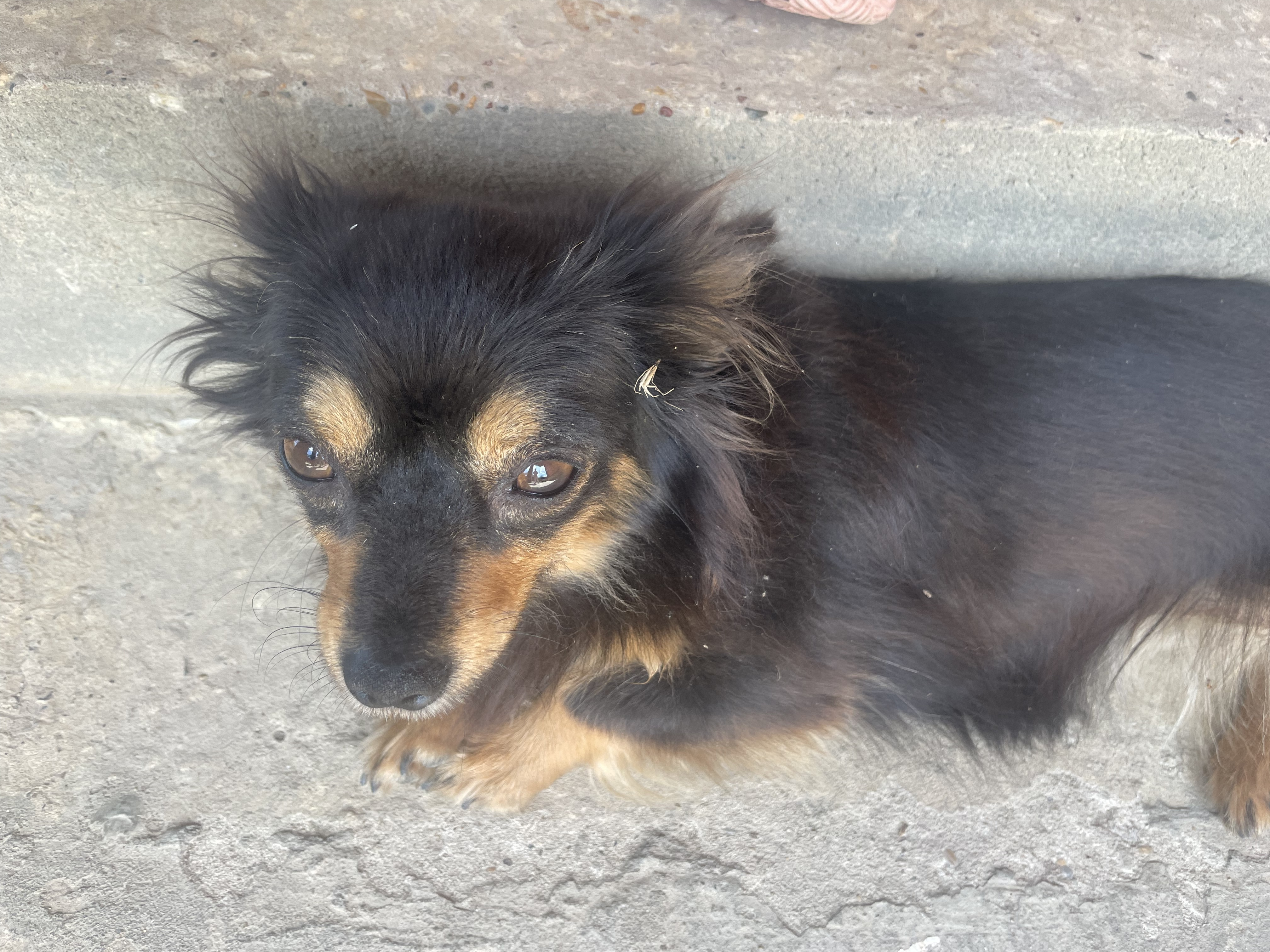 Собака найдена на ул. Кирова, 52 в Новокубанске