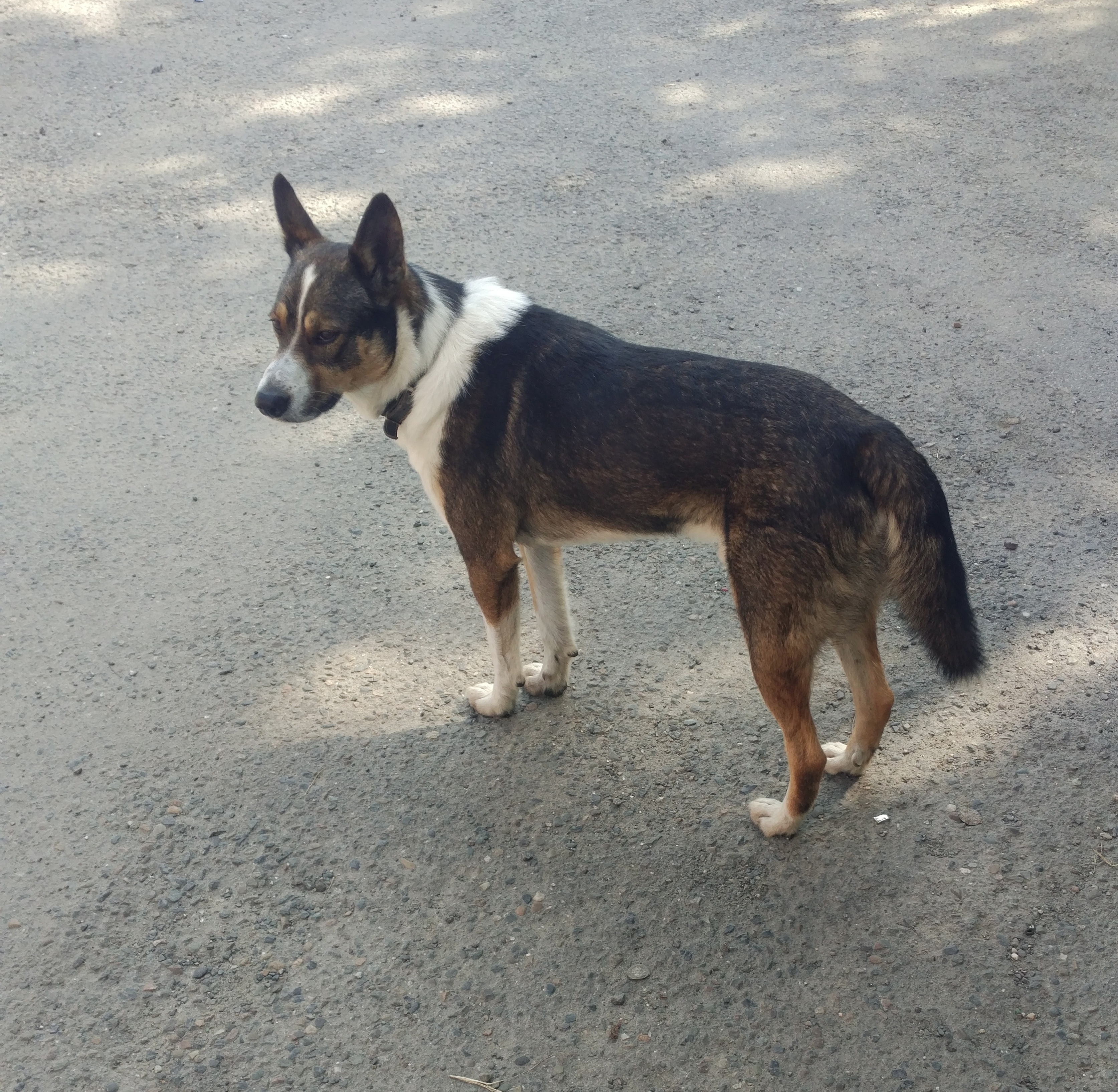 Найдена собака в Барнауле, пр. Ленина, 135