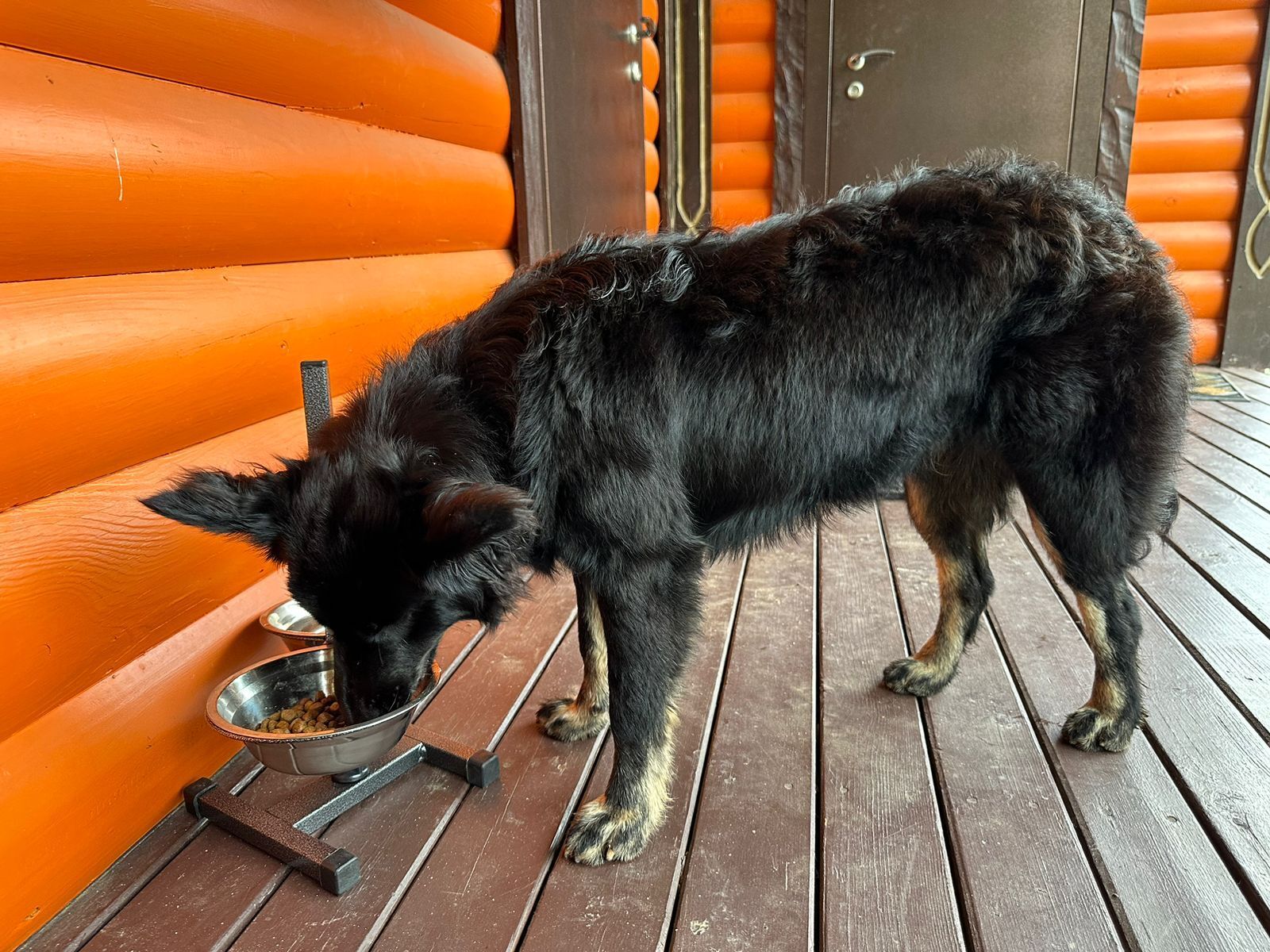 Найдена черная собака без хозяина в поселении Роговское