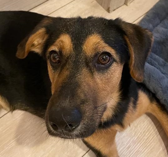 Собака найдена в Бирюлево Западное, ищем хозяина