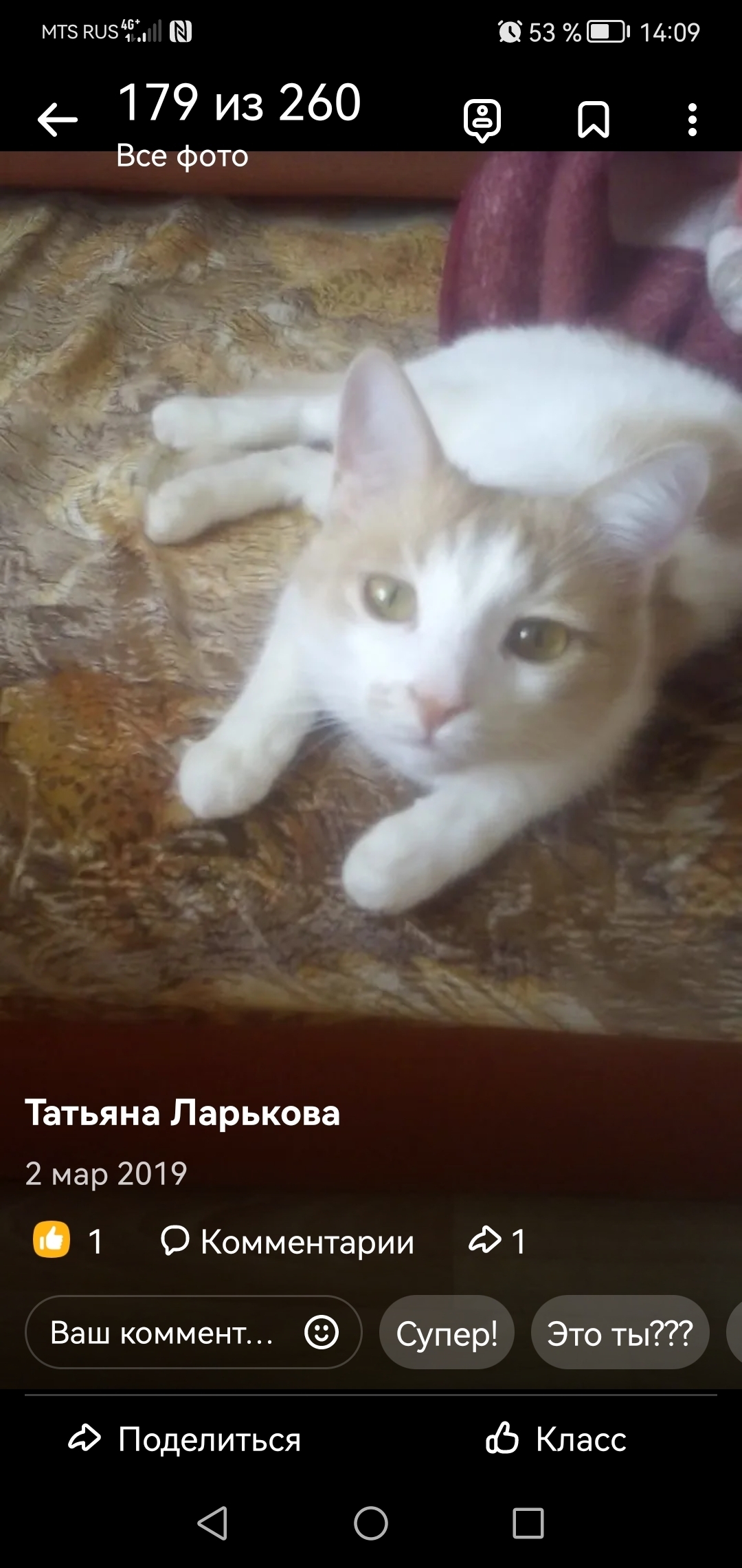 Пропала кошка Мальчики, ул. Радостева, 13, Орск