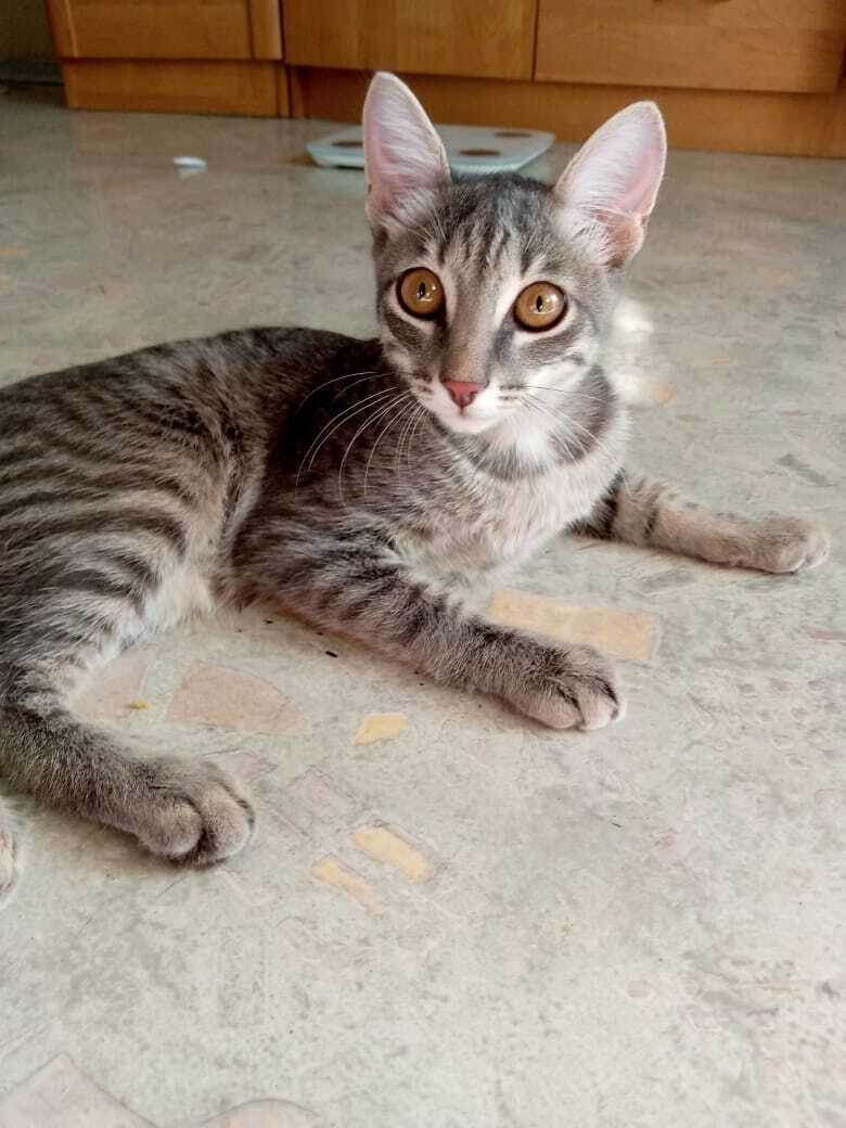 Найдена кошка, похожая на ориентала, мальчик, глаза оранжевые, адрес: ул. Рабиновича, 61, Омск
