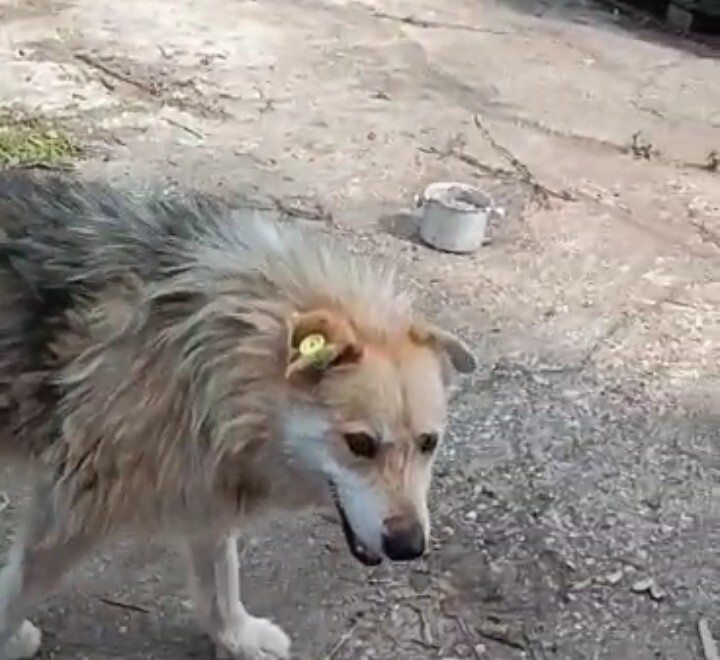 Пропала собака Кобель, серый, крупный, вес 50 кг, ул. Станкостроителей, 35, Иваново