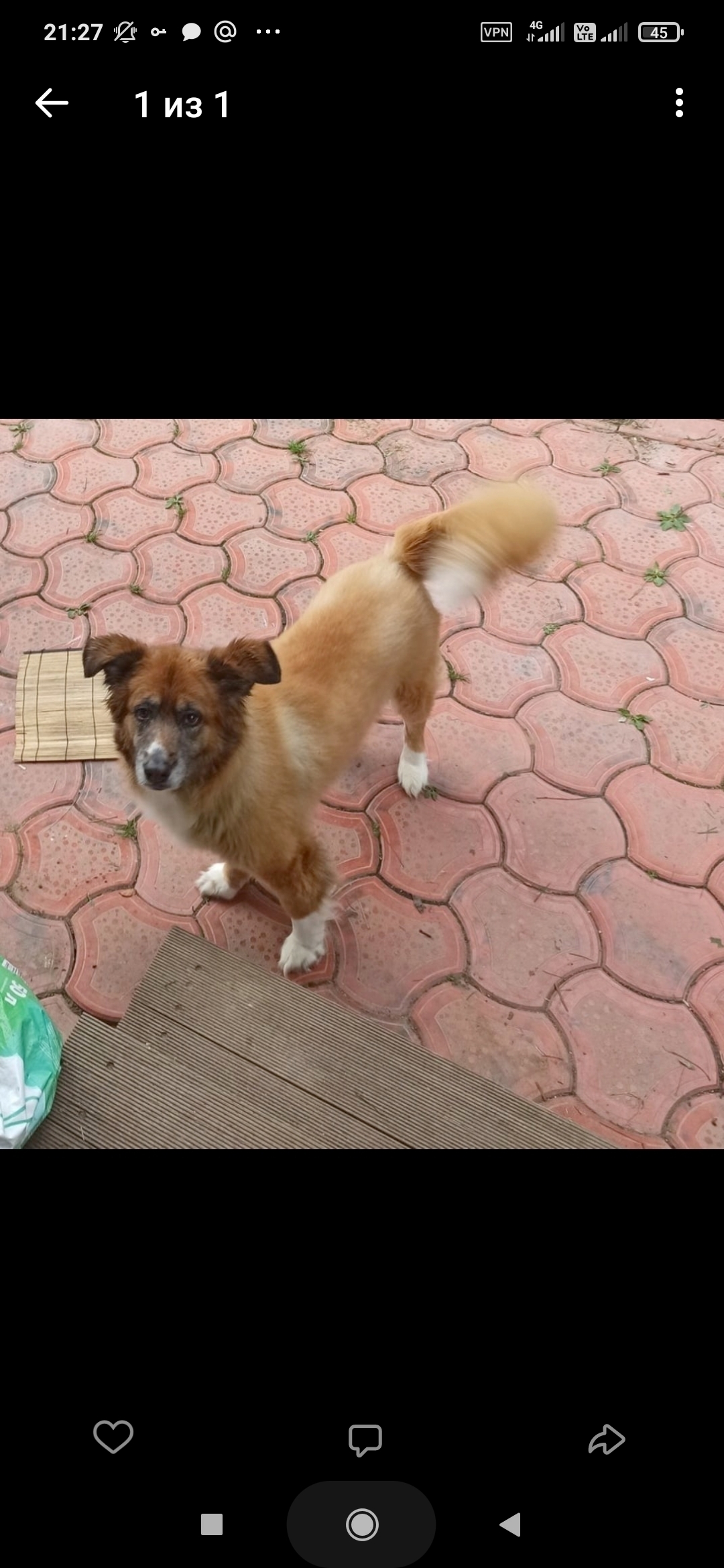 Пропала рыжая собака в Московской области