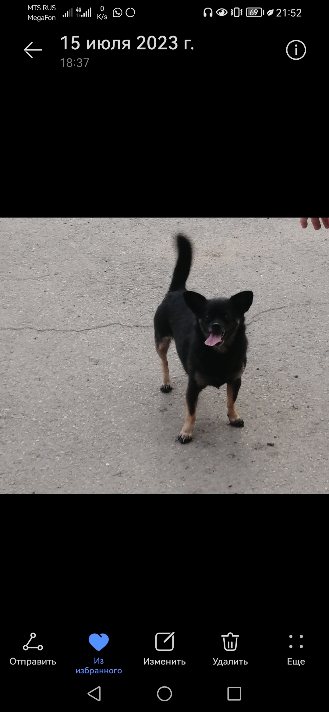 Пропала собака на Азовской улице, 11, Армавир