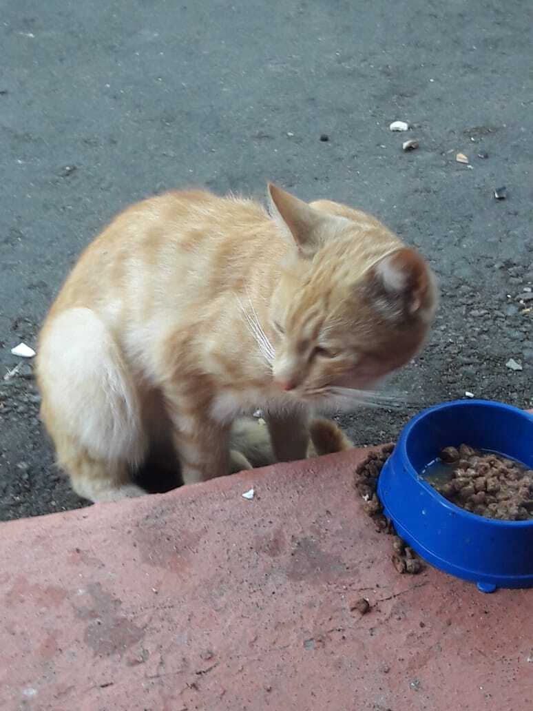 Найден молодой рыжий котик на Измайловской площади